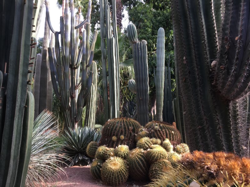 Cactus collection in the Majorelle Gardens