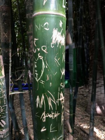 Majorelle Gardens Marrakech Majorelle Gardens bamboo