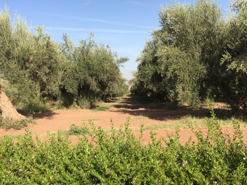 Marrakech, Menara Gardens Menara Gardens olive trees