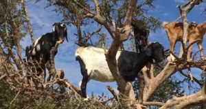 Moroccan goats in trees