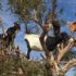 Moroccan goats in trees