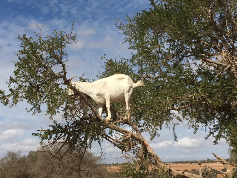 Moroccan goat in tree Moroccan tree climbing goat