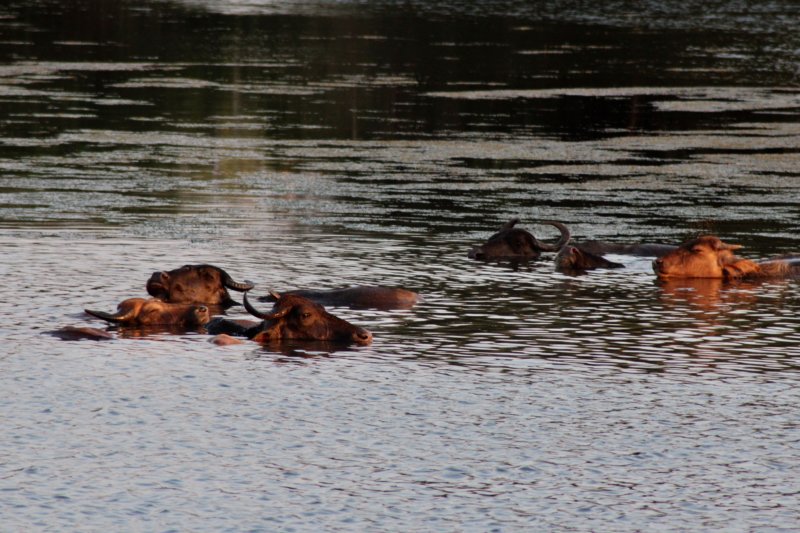 Buffaloes in water, Yala National Park Buffalos in water, Yala National Park
