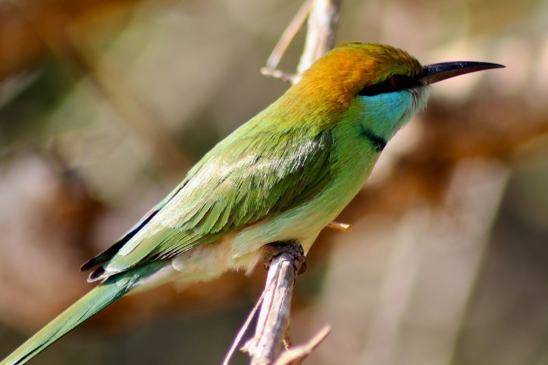 A colorful Sri Lanka, bird Colorful bird, Sri Lanka
