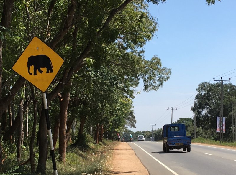 Elephant road sign Elephant road sign
