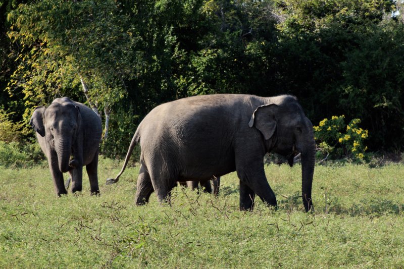Yala National Park elephants Yala National Park elephants
