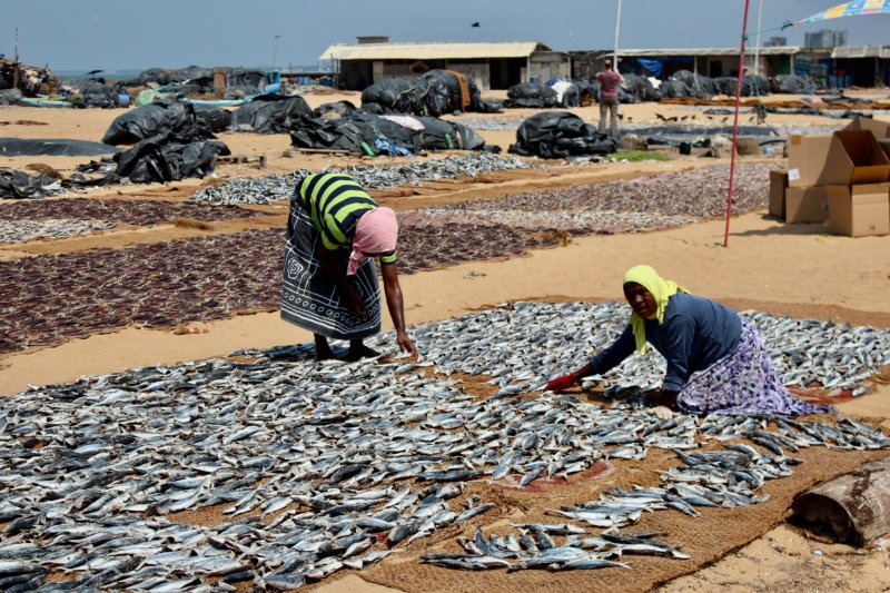 Handling fish, Negombo Handling fish, Negombo