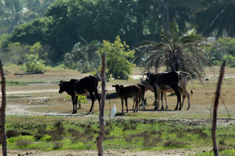 Kalpitiya cattle Kalpitiya cattle