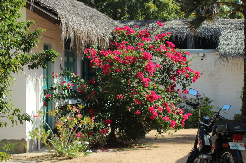 Villa Kalpitiya coconut roof and flowers Villa Kalpitiya coconut roof and flowers