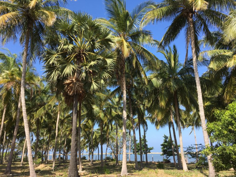 Kalpitiya palms and beach Kalpitiya palms and beach