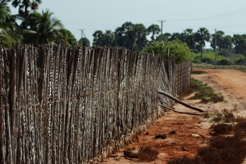 Kalpitiya road and cattle fence Kalpitiya road and cattle fence