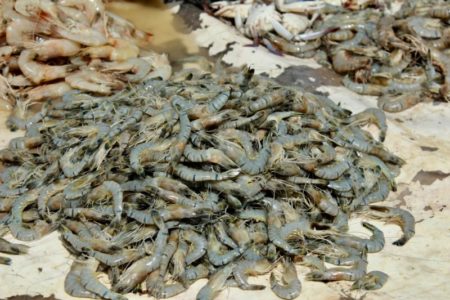 Negombo fish market Negombo fish market shrimps