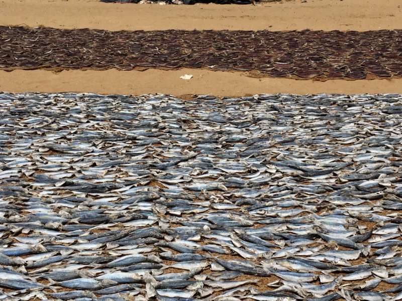 Negombo harbor drying fish Negombo harbor drying fish