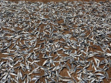 Negombo harbor drying fish Negombo harbor drying fish