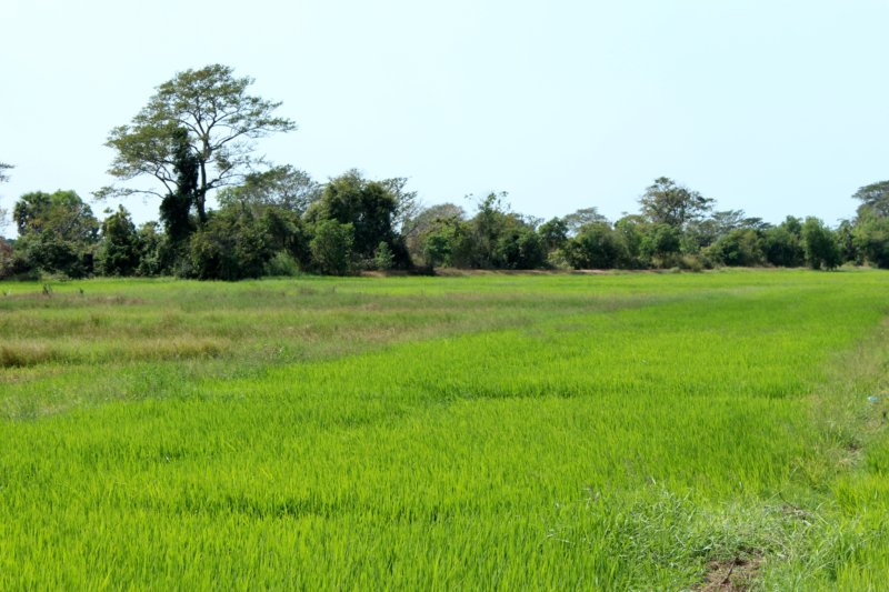 Rice fields Colombo to Kalpitiya Rice fields Sri Lanka West Coast