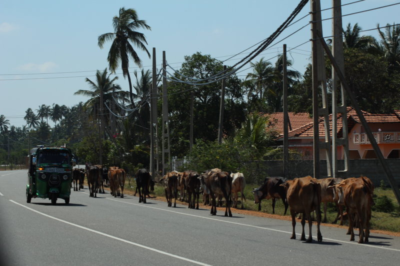 Cows on Kalpitiya main road, Sri Lanka Road traffic in Kalpitiya, Sri Lanka