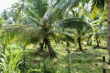 Palm groves Colombo to Kalpitiya West coast palm trees Sri Lanka