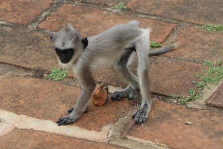 Anuradhapura baby monkey