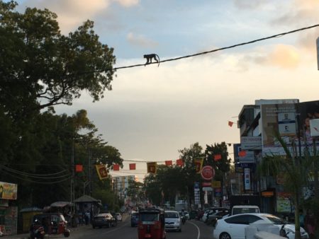 Anuradhapura monkey crossing the street