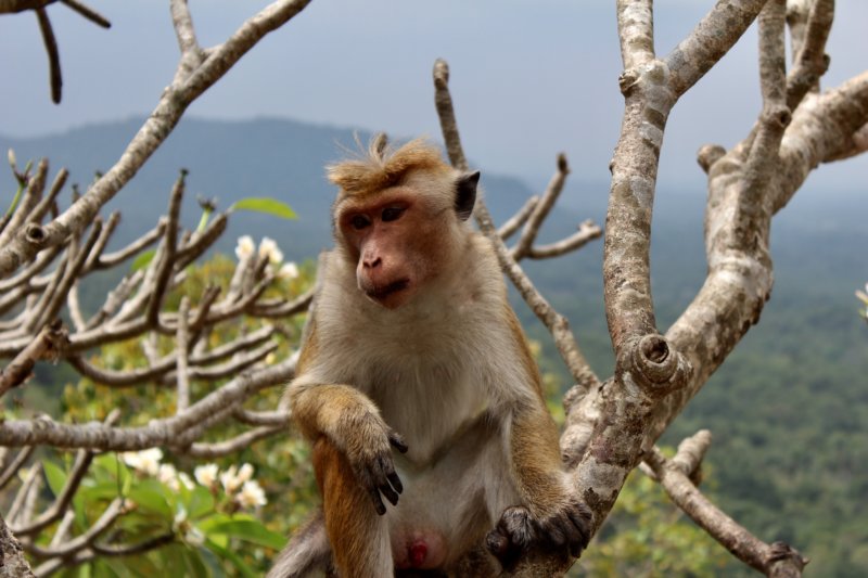 Dambulla Cave Temple monkey Dambulla Cave Temple monkey