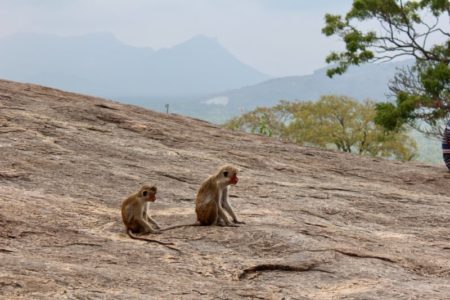 Dambulla Cave Temple monkeys