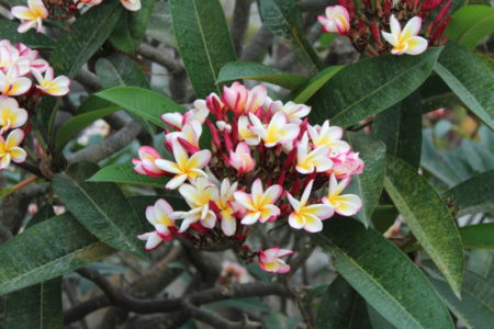 Dambulla Golden Temple flowers