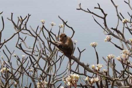 Dambulla Temple tree and monkey
