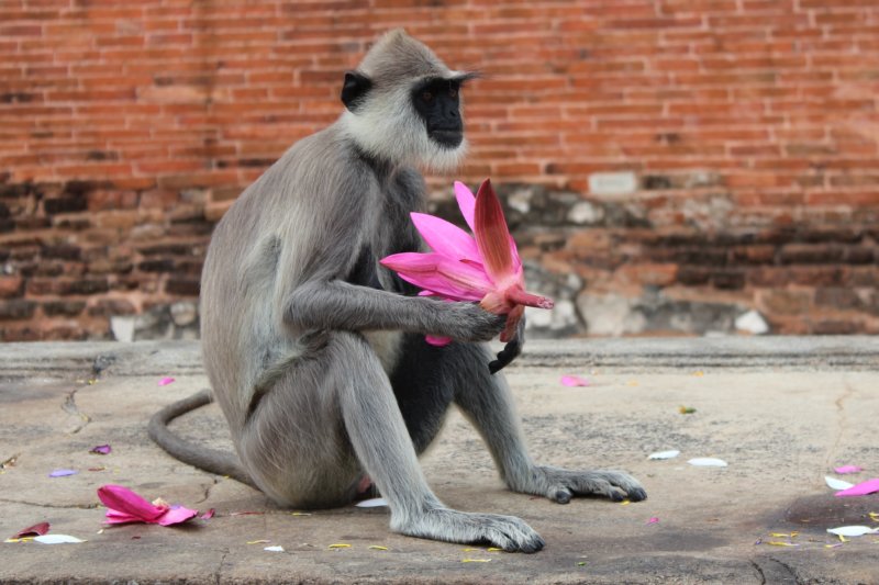 Lotus flower and monkey, Sri Lanka's ancient cities Jetavanarama Dagoba monkey, Sri Lanka's ancient cities