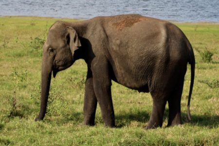 Kaudulla National Park elephant Kaudulla National Park elephant