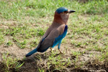 Kaudulla National Park birdlife Kaudulla National Park birdlife