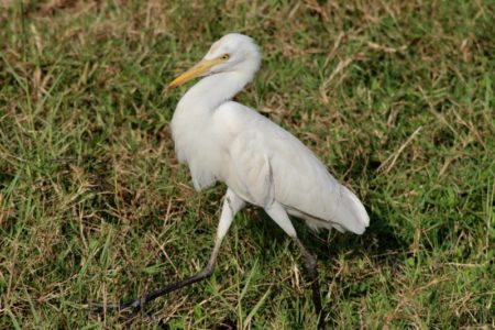 Kaudulla National Park birdlife