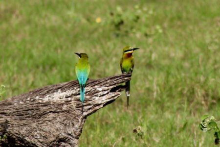 Kaudulla National Park birdlife Kaudulla National Park birdlife