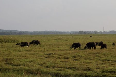 Kaudulla National Park buffaloes