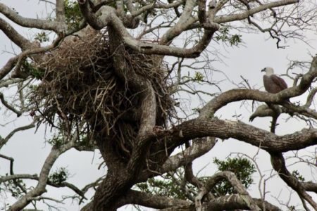 Kaudulla National Park eagle