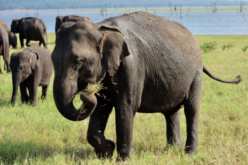 Kaudulla National Park elephants Kaudulla National Park elephant grazing