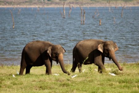 Kaudulla National Park elephants