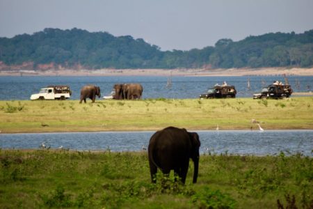 Kaudulla National Park elephants and jeeps