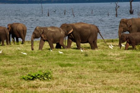 Kaudulla National Park elephants by the lake