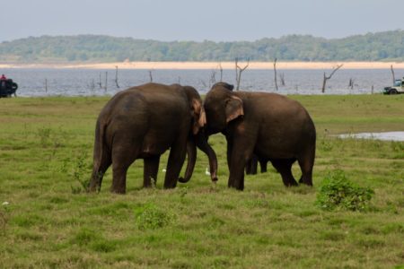Kaudulla National Park elephants fighting