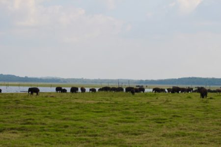 Kaudulla National Park elephants
