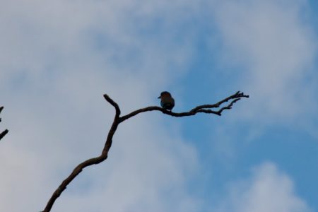 Kaudulla National Park kingfisher