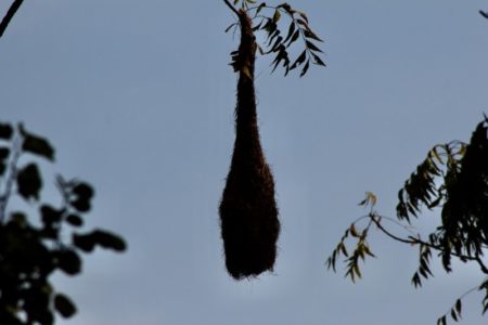 Kaudulla National Park nest