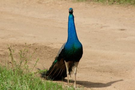 Kaudulla National Park peacock