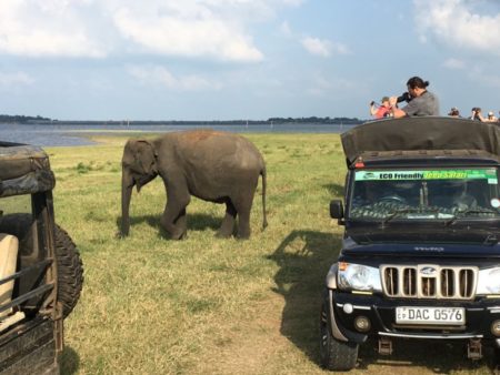 Kaudulla National Park visitors photographing