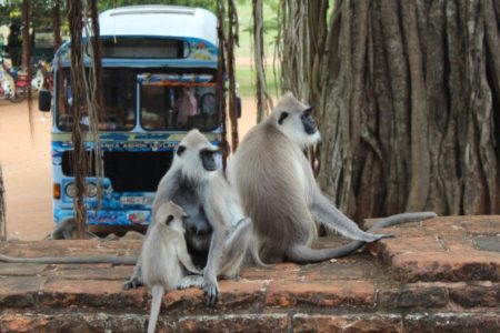 Monkey family in Anuradhapura