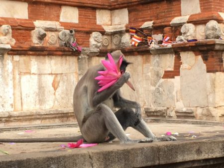 Lotus flower and monkeys Monkeys eating temple lotus flowers