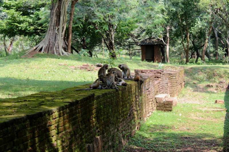 Polonnaruwa Royal Palace monkeys Polonnaruwa monkeys