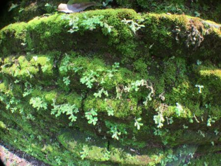 Polonnaruwa stone wall, Sri Lanka's ancient cities Polonnaruwa stones and moss