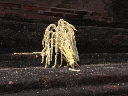 Rankot Vihara offerings Rankot Vihara offering