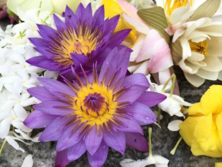 Ruwanwelisiya Dagoba offerings